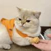 Cat Novelty Multi-Style Toy Teasing Cat TPR Soft Finger Gloves Funny Mini Hands Pet Massage Tools Fake Hand Cat Interactive Toys