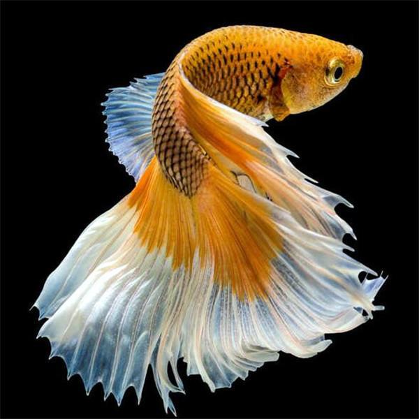 

Полный круглый алмаз вышивка рыбы алмазная живопись животных вышивка крестиком ручная работа мозаика искусство украшения дома подарки Full Round 20x20CM