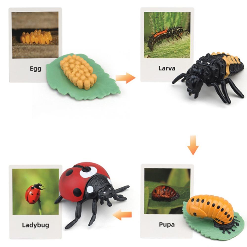 Life Cycle Children Toys Life Cycle Figurine Simulation Plant Model Animal Growth Cycle Model