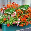 Standing Bee Feeder Weather-Resistant Outdoor Feeding Cup Colorful Flower Bee Bath For Drinking Birds Hummingbird Outdoor Yard