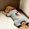 Pet Dog Warm Long Sleeve Four-Legged Bodysuit With Striped Cartoon Design Indoor Winter Use