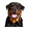 Rottweiler Dog Vinyl Decal Animal Sticker Waterproof Accessories Car Styling Car Accessories JM24