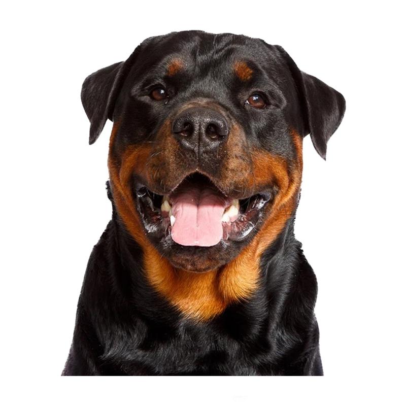 Rottweiler Dog Vinyl Decal Animal Sticker Waterproof Accessories Car Styling Car Accessories JM24