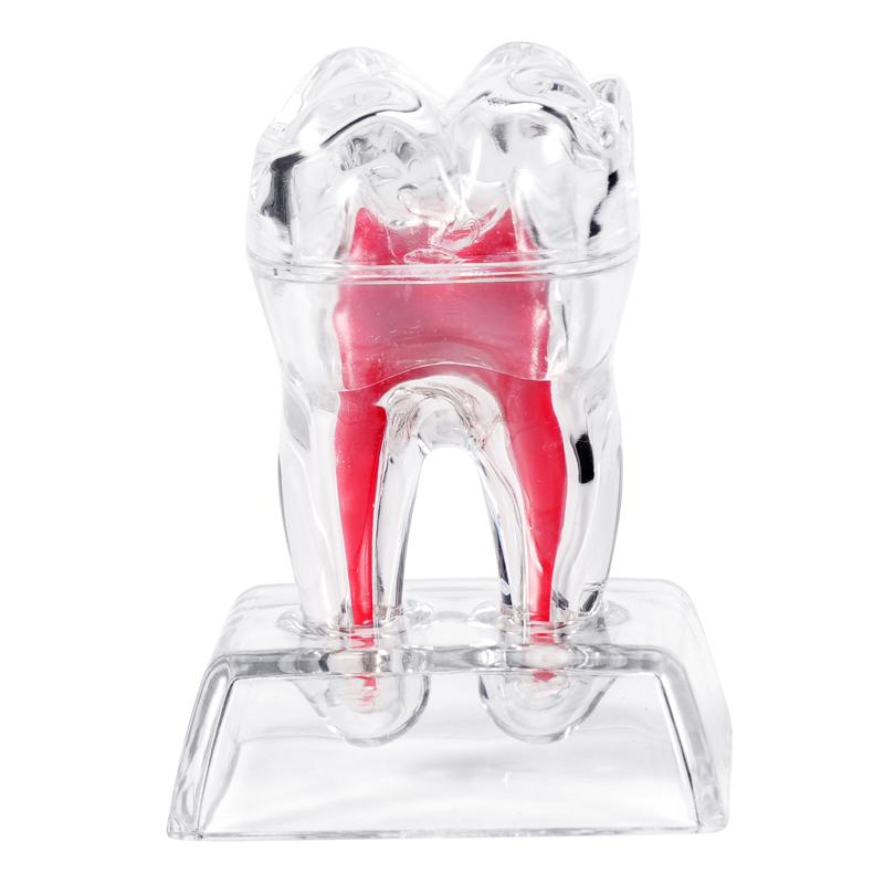 

Teeth Model Dental Anatomical Structure Detachable Dental Anatomical Model Transparent Tooth Decomposition Dentistry Ornaments