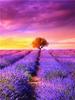 Diamond Painting Lavender Scenery Home Decor Mosaic Embroidery Sunset Landscape Rhinestone Pictures Diamond Art