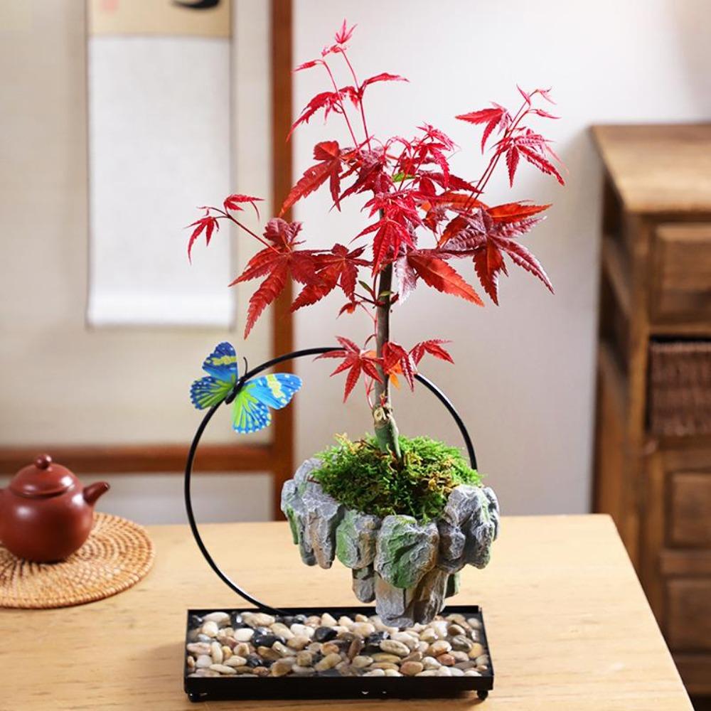 Facai Tree Nantianzhu Mizhu Bryophyte Green Plants Potted In the Living Room Office Small Leaf Rosewood Potted Landscape