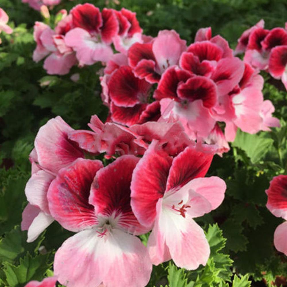 AS_ 50PCS MIXED GERANIUM SEEDS PELARGONIUM HORTORUM BALCONY FLOWER PLANT NICE AS_ 50PCS MIXED GERANIUM SEEDS PELARGONIUM HORTORUM BALCONY FLOWER PLANT NICE