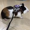 For Guinea Pig Hamster Chinchilla Mice Rat Ferret Rabbit Adjustable Harness Leash Set Outdoor Pet Traction Rope Accessories