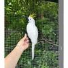Colorful Large Parrot Decorative Ornament with Feathers