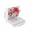 Human Eye Anatomy Model Detailed Enlarged for Medical Students
