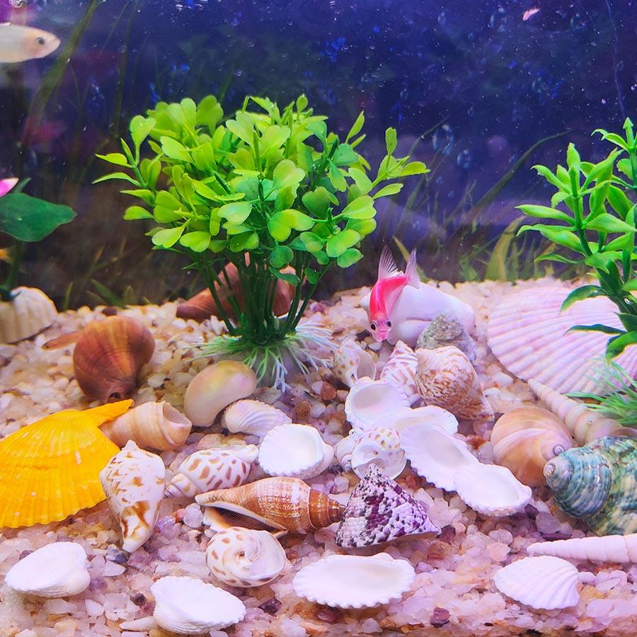 200G Beach Seashell Mediterranean Style DIY Fashion Mix Sea Shells Natural Crafts for Aquarium Fish Tank Decor Sea Conch