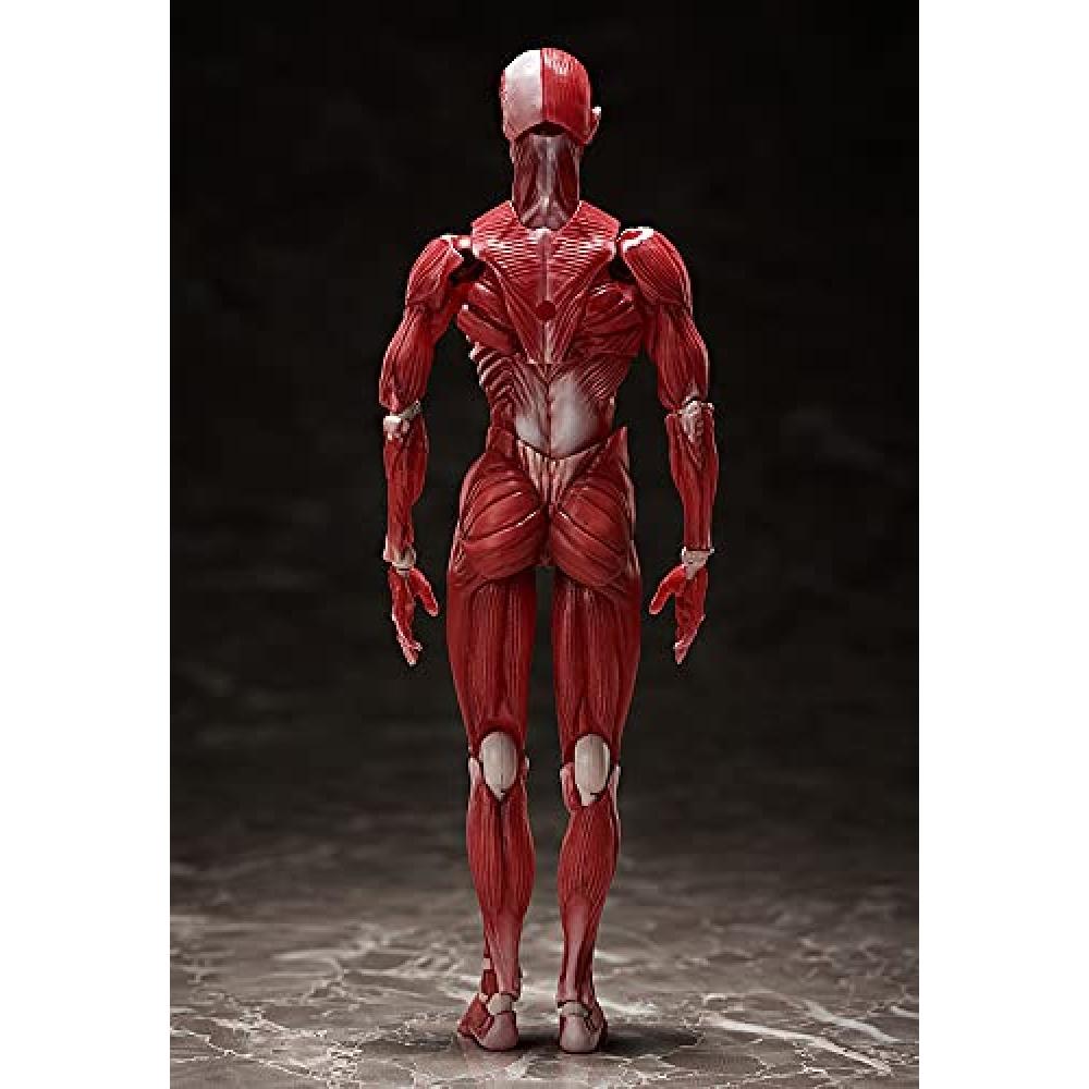 Figma model lidského těla bez měřítka ABS&PVC malovaná pohyblivá figurka F51042