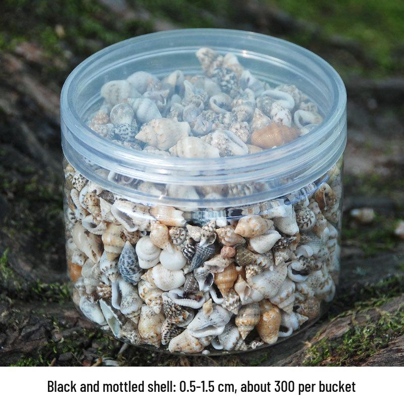 

Natural Seashell Collection in Barrel-Shaped Container - Perfect Gift or Home Décor Small Barrel