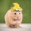 Chicken Hats For Hen Small  Funny Chicken Accessories Feather Top Hat