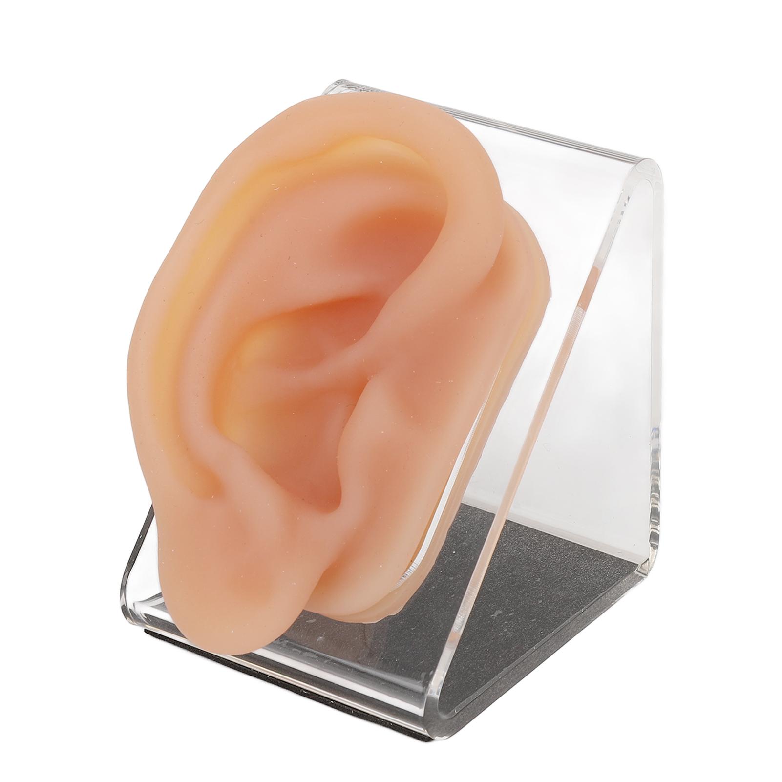 

Silicone Ear Model Simulated Ear Model Acupuncture Practice Tool with Display Stand for Piercing Display