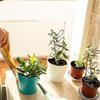 Premium-4 Pcs Small Metal Trellis Indoor Plants Trellis With 80 Ties Garden Potted, Hoya, Pothos, Flower, Monstera