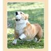Durable Bite Resistant Elastic Solid Ball Chew Toy For Pet Dogs