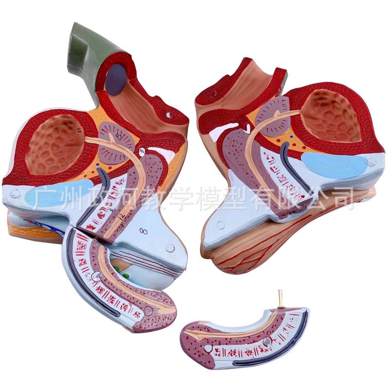 Male Reproductive and Urinary System Teaching Model with Internal and External Genitalia