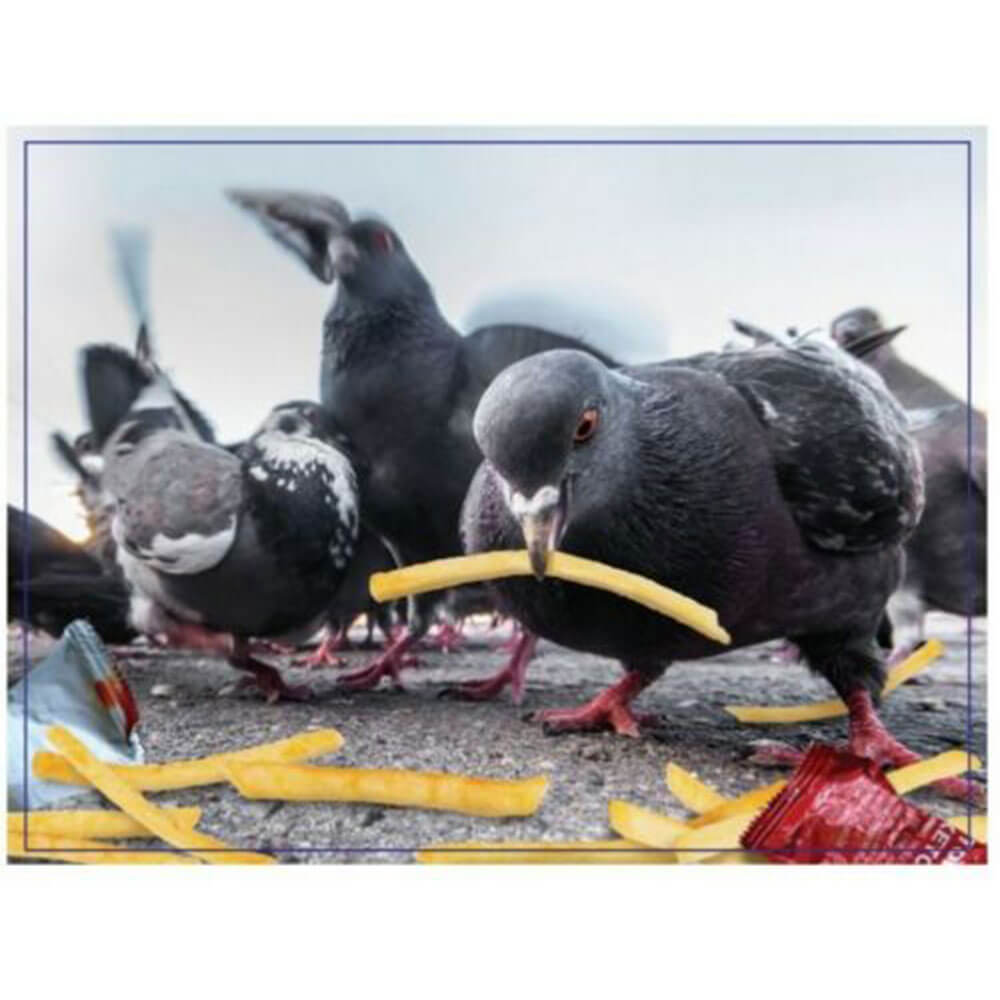 Rompecabezas de broma "Haciendo cosas" de 300 piezas (Aves)