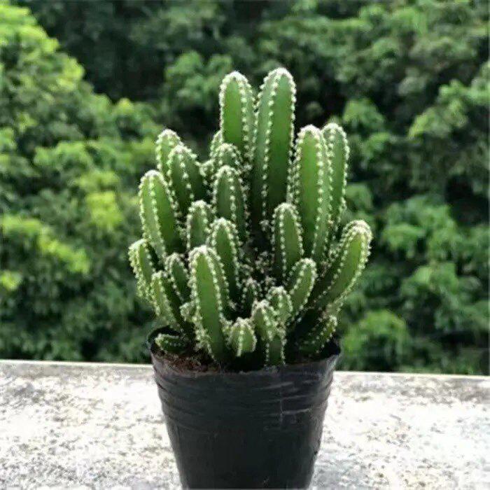 Ten Thousand Layer Mountain Money-Attracting Succulent Cactus Tree for Indoor and Office Decor