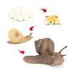 Realistic Snail Growth Cycle Model Animal Model Snail Life Cycle Model Miniature Garden Decoration Collector Educational Toy
