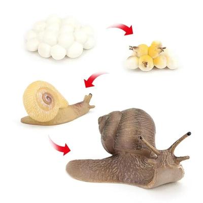 Realistic Snail Growth Cycle Model Animal Model Snail Life Cycle Model Miniature Garden Decoration Collector Educational Toy