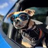 Adjustable Strap Foldable Pet Glasses UV Protection Dog Sunscreen Glasses Cat Goggles  Photos Props