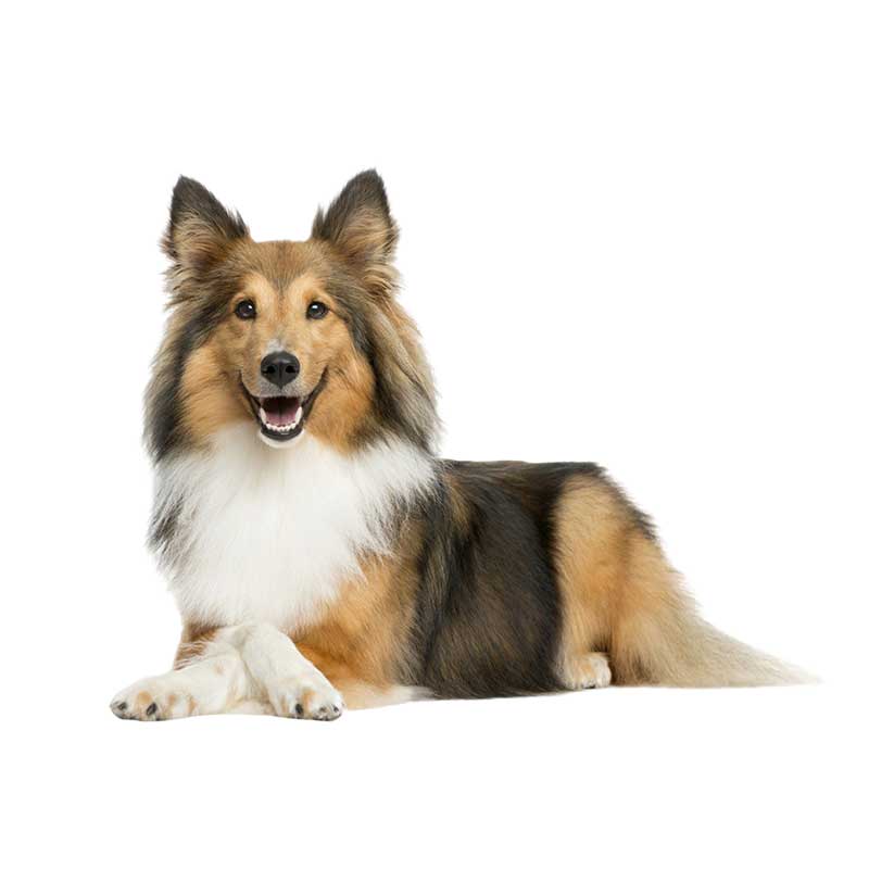 

Collie Pet Dog Animal Wall Sticker Bathroom Toilet Decor Living Room Cabinet Refrigerator Home Decoration Sticker Decals M427 H-15cm Longest Side