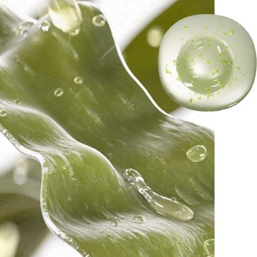 SHIONLE Laminaria Kelp Ampoule Cleansing Foam 120ml [Deep Pore Cleanser/HWAHAE Cleansing Foam Winner]