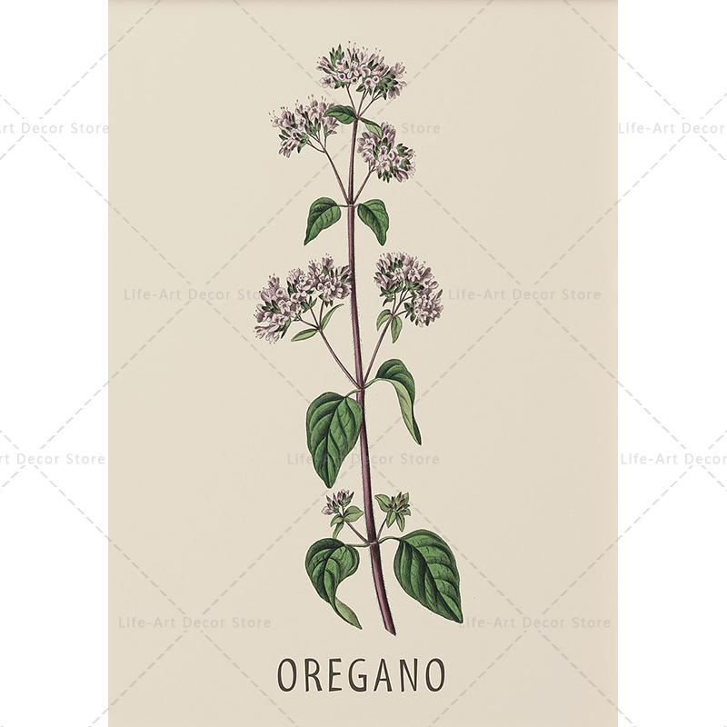Roślina, kwiat, badania, plakat retro, druk botaniczny, plakaty ziołowe, obraz vintage na płótnie, obraz na ścianę do salonu,