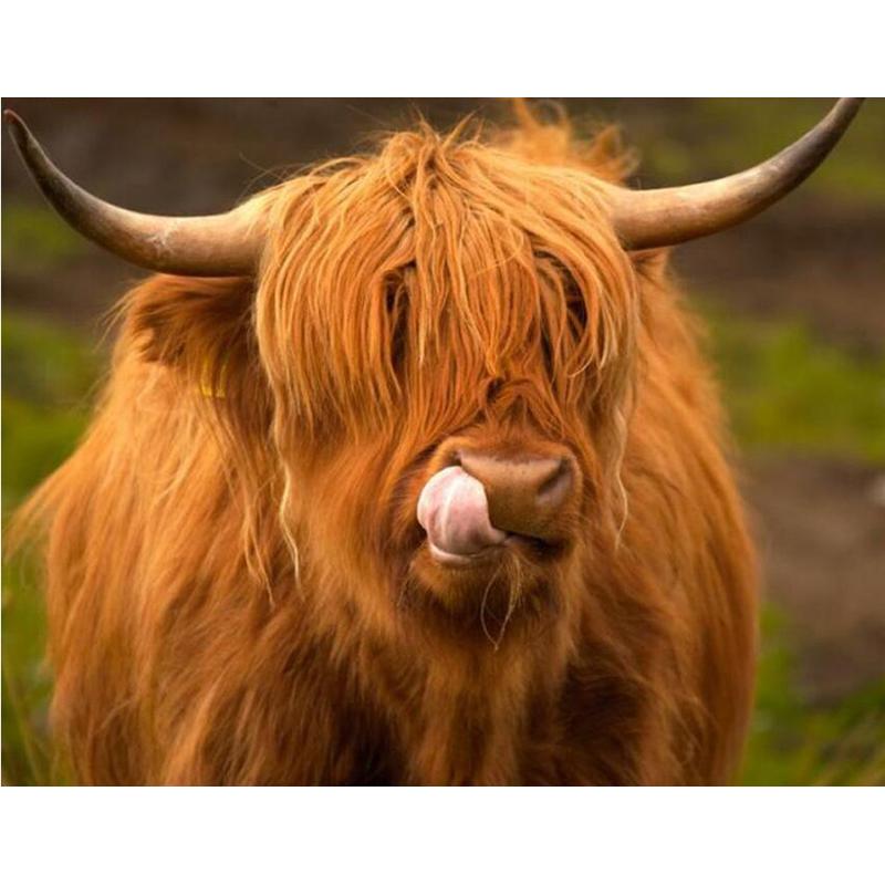 Highland Cow DIY 5D pictură cu diamante, mozaic, rotund complet, rășină, broderie cu diamante, seturi cu punct de cruce, decor acasă
