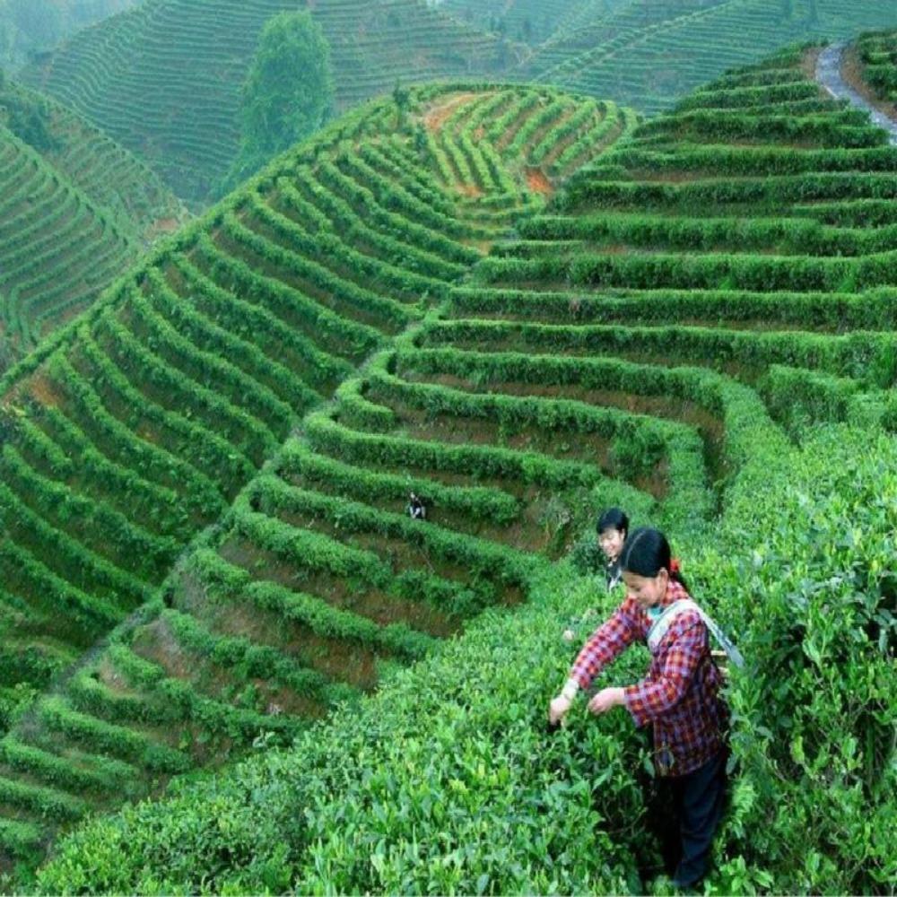 Premium Raw Puer Tea Yunnan Green Pu'er Tea  Puerh Tuo Cha Pu erh Old Tree 100g