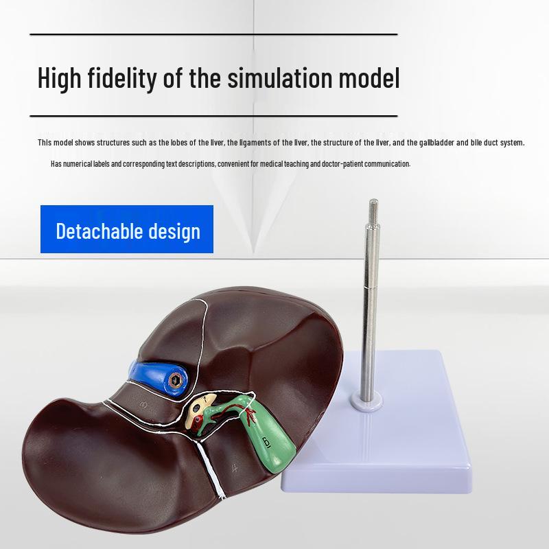 Human Liver Anatomy Model: Liver Hilum, Vessels, Lobes, Gallbladder, and Bile Ducts.