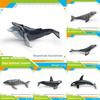 Ensemble de modèles en PVC d'animaux marins pour enfants avec des figures de cétacés réalistes pour le jeu éducatif
