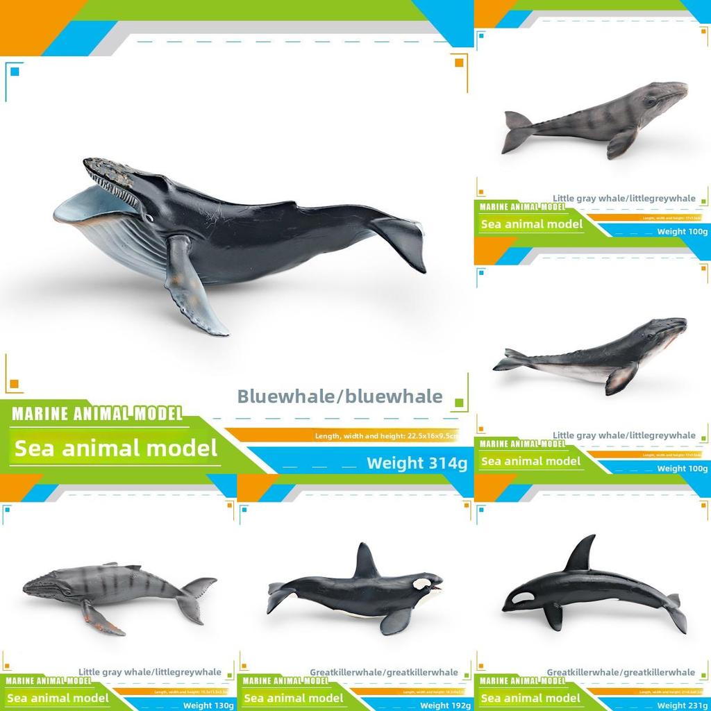 Ensemble de modèles en PVC d'animaux marins pour enfants avec des figures de cétacés réalistes pour le jeu éducatif