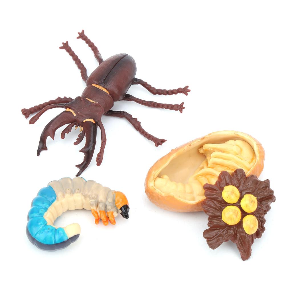 Animals Growth Cycle Life Cycle Model Learning Teaching Model Toy for Children#3