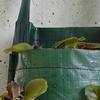 Hanging Strawberry Grow Bag Upside Down Strawberry Planter Reusable Breathable Plant Grow Bag with 4 6 8 10 Planting Holes for Vegetables And
