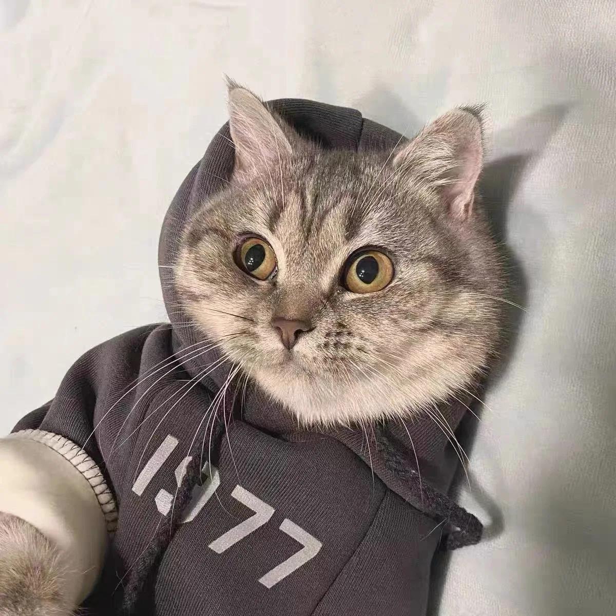 

Simple Number Print Hoodie Dog Clothes Solid Color Small Dogs Clothing Cat Thick Soft Warm Fashion Winter Pet Products Wholesale XXL(6-8KG)