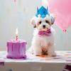 DIY Crafts Supplies For Birthday Party Decorations Kids Birthday Birthday Hat Dog Birthday Baby