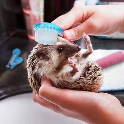 Round Head Hedgehog Bathing Brush Long Hair Guinea Pig Massage Combs  Grooming