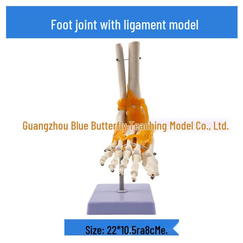 1:1 Human Skeletal Joint Model: Knee, Shoulder, Elbow, Hand, Foot, Hip