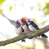 Poultry Stylish Show Costum Duck Rooster Feather Top Hat Cap for Hens Pets Supplies Chicken Hats