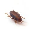 1Pc Electronic Trick-Playing Toy Simulation Insect Crawl Cockroach Vibration Toy