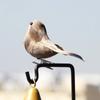 1 Pcs Foam Feather Artificial Birds Vividly Sparrow Emulation Decoration Tree Robin Home Outdoor Yard Ornaments Randomly Colour