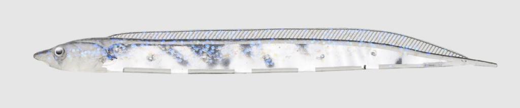 Fish Arrow Soft Lure Flash J Shirasu SW 3 Inch 5 Piece per pack #147 (3630)