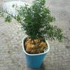 HEISS! Automatische selbstbewässernde Blumenpflanzen, Topfbewässerung, Garten-Blumentöpfe