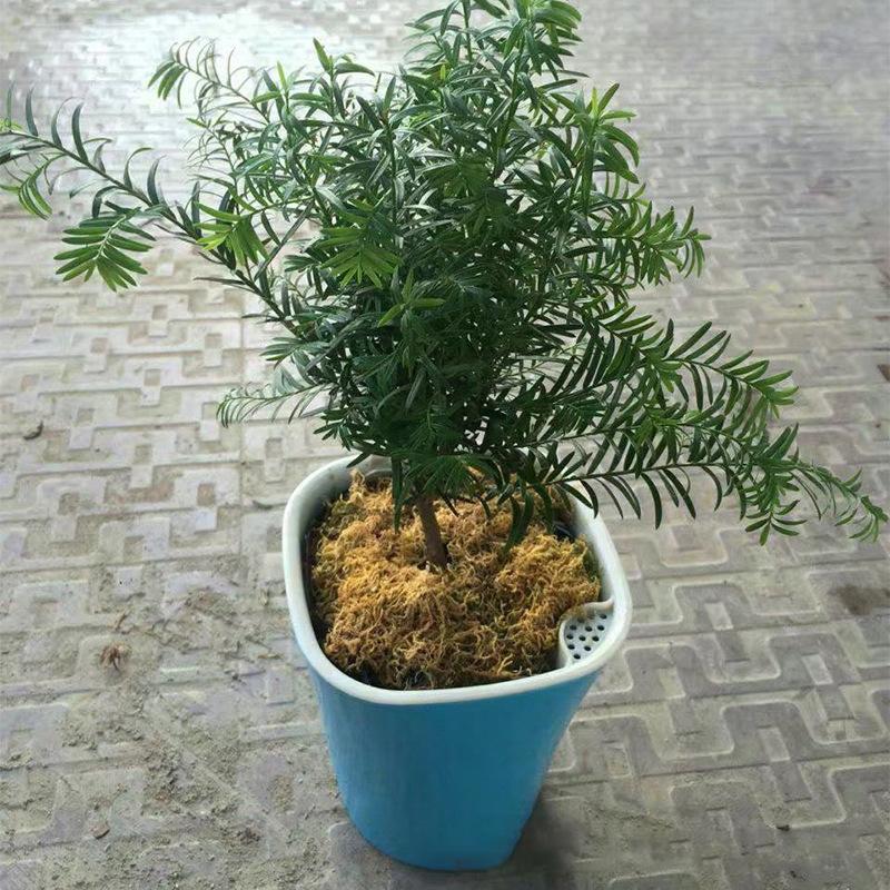 HEISS! Automatische selbstbewässernde Blumenpflanzen, Topfbewässerung, Garten-Blumentöpfe