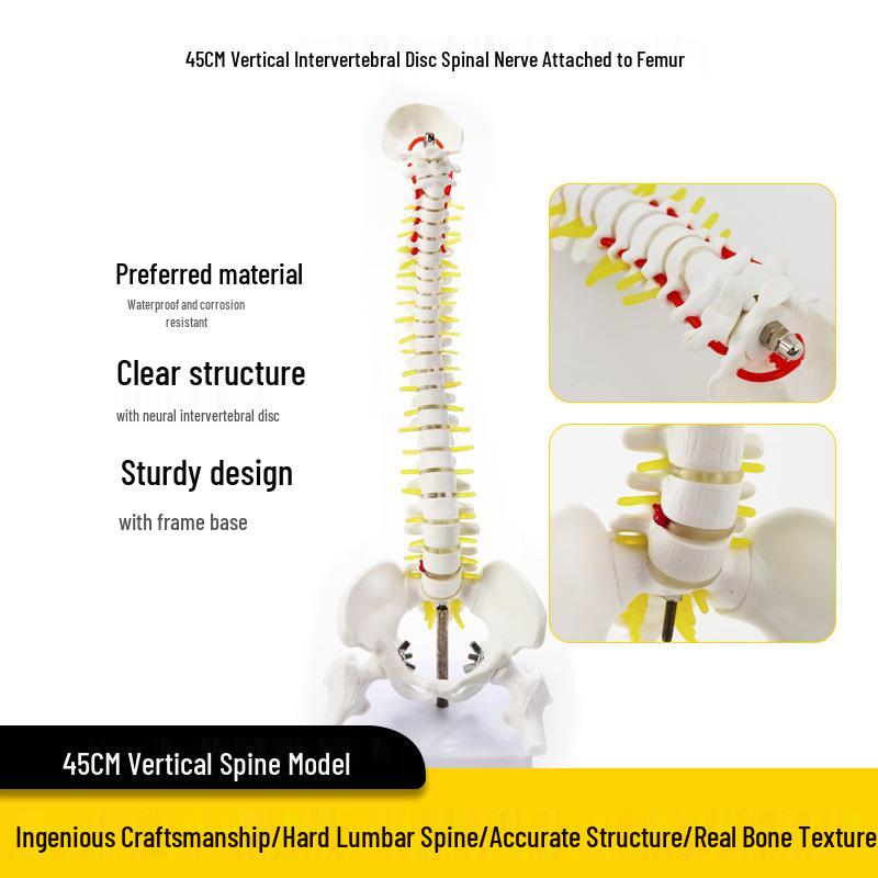 Adult 1:1 Human Spine Model for Chiropractic Practice - Cervical, Lumbar, and Skeleton Display