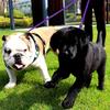 Dual Dog Leash - 360 Swivel No Tangle Walking Leash for Small Dogs - Double the Fun and Safety On Walks