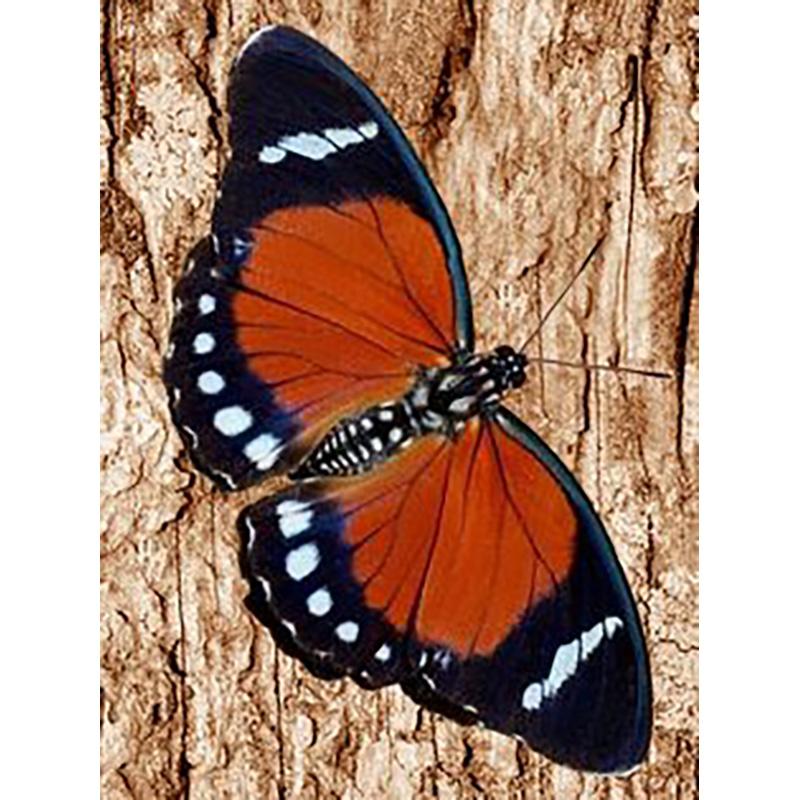

Diy Бабочка 5D алмазная живопись полный круглый дрель цветы пейзаж наборы для вышивки крестом Алмазная мозаика вышивка домашний декор Full Round 20x30CM